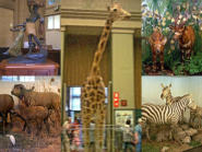 Collage - Afrika Museum